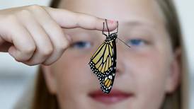 Oakwood Hills family raises monarch butterflies: ‘It’s a very easy pet’ 