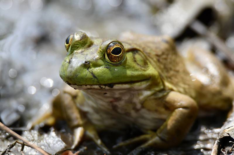 Search for frogs, salamanders and more on a Spring Things! hike on Sunday, April 14, at the Forest Preserve District of Will County’s Plum Creek Nature Center in Crete Township. Register by April 13 at ReconnectWithNature.org