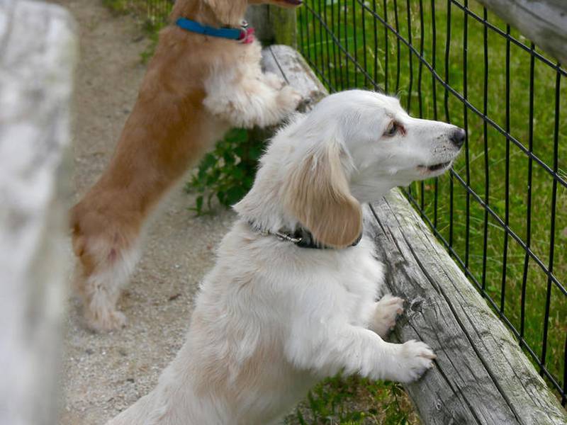 5 Things to Do: Watch a wiener dog race, sip some wine at state’s largest festival in the Illinois Valley