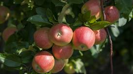 Here’s where to go apple picking across Chicago suburbs, northern Illinois