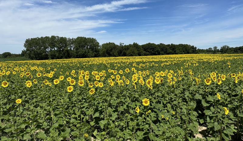 The sunflower field is in full bloom on Monday, July 1, 2024  at Matthiessen State Park. This year the field is located on the north side of the model airplane field. Park staff asks visitors to be respectful of the flowers and to not remove them. Removing flowers is subject to a $195 fine.