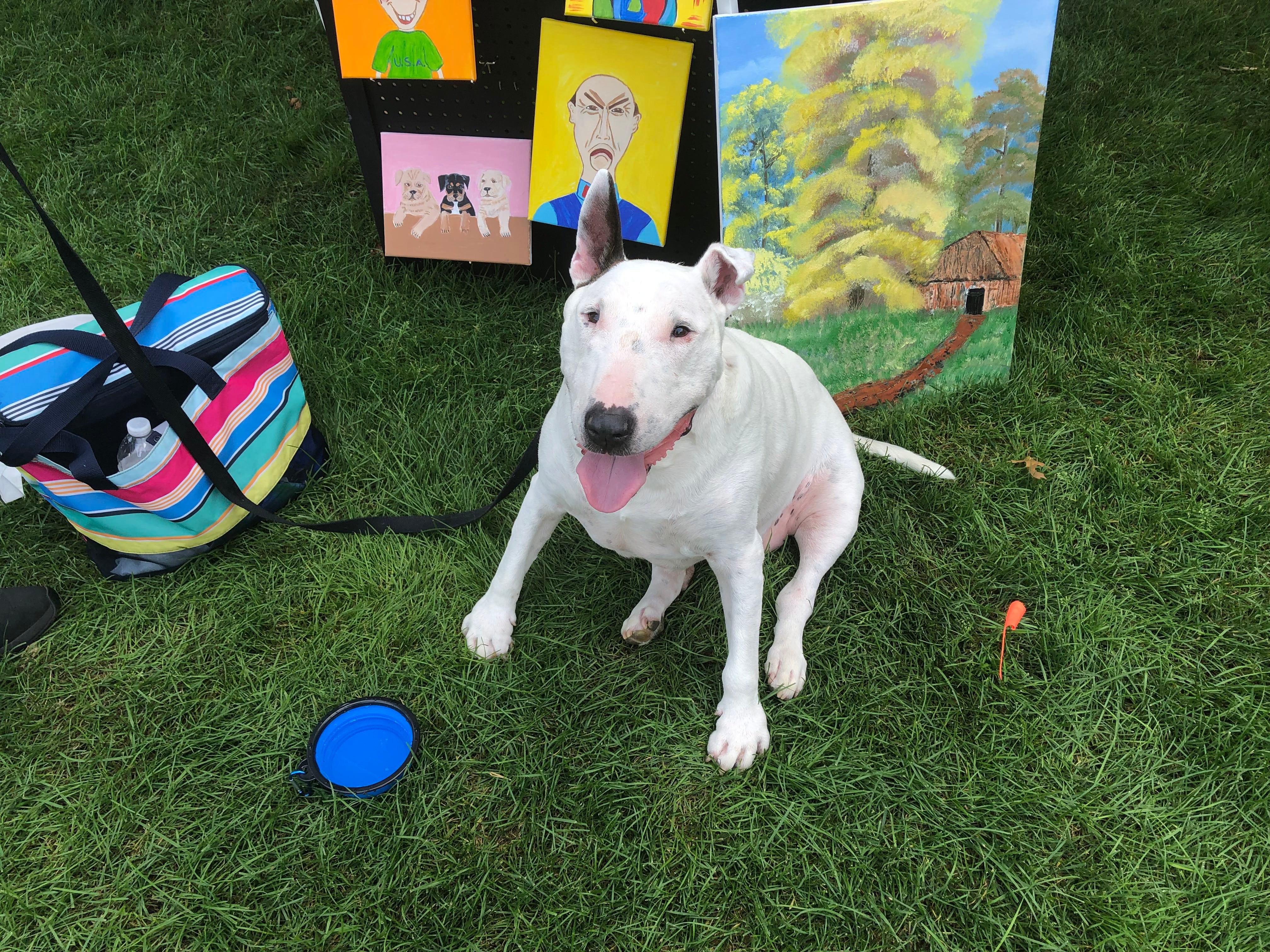 A dog, Tyler, enjoys Pawfest in Huntley Aug. 3, 2024.