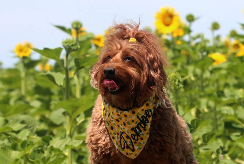Dembe a cockapoo, sits on top of a step stool while having his photo taken in the sunflower field on Monday, July 1, 2024  at Matthiessen State Park. This year the field is located on the north side of the model airplane field. Park staff asks visitors to be respectful of the flowers and to not remove them. Removing flowers is subject to a $195 fine.