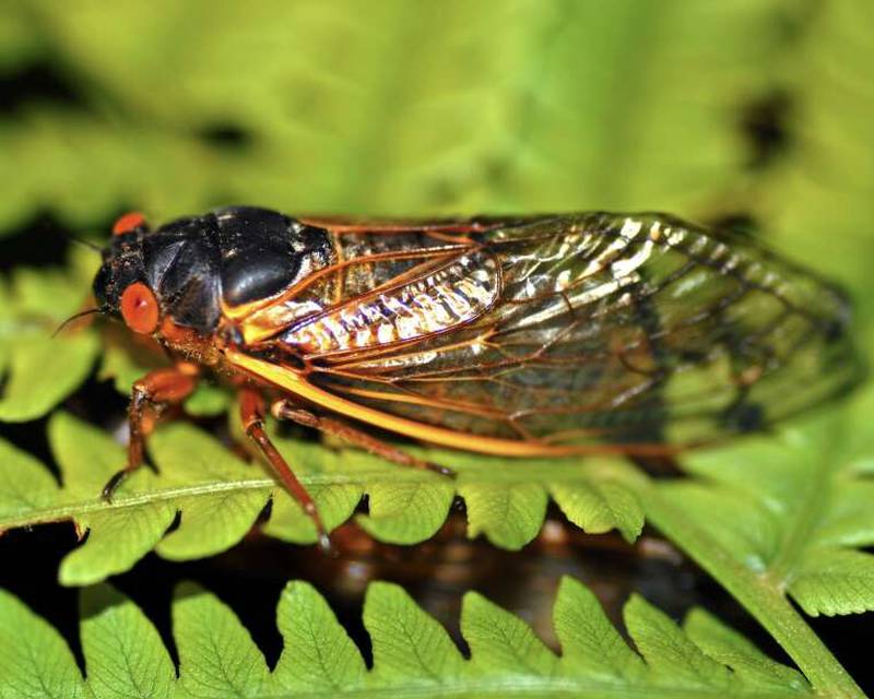Cicadas the topic of April 4 Lombard Garden Club meeting Shaw Local