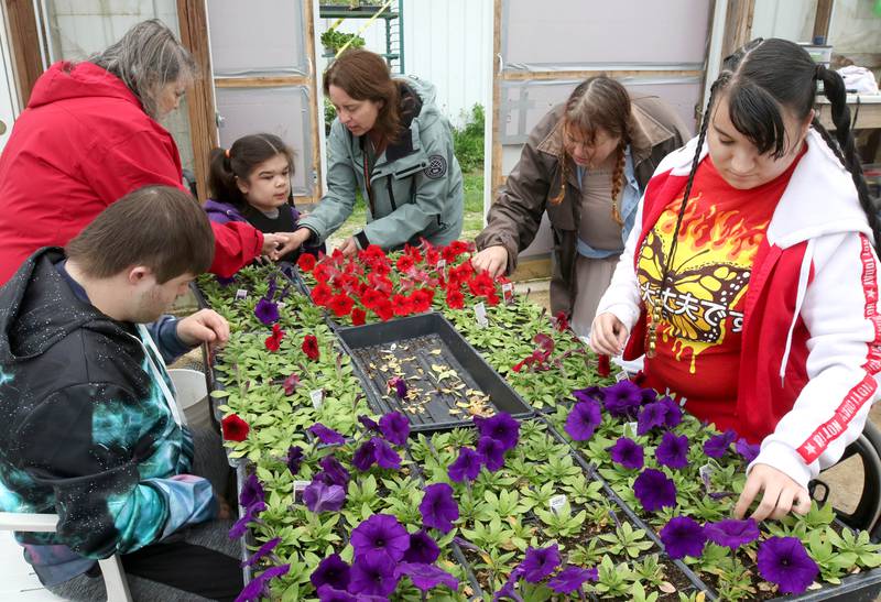 Students in the DeKalb School District 428 Transition Program, with the help of their teachers, remove dead flower heads from plants Thursday, May 9, 2024, as part of their work for the day at Walnut Grove Vocational Farm in Kirkland. The Transition Program is dedicated to serving students with intellectual and developmental disabilities ages 18 to 22.