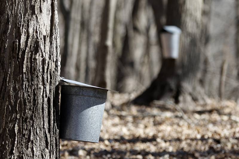 Buckets collect maple sap during the McHenry County Conservation District’s annual Festival of the Sugar Maples, at Coral Woods Conservation Area, in Marengo, on Monday, March 11, 2024.