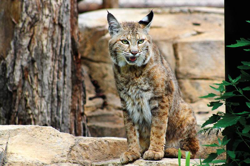 COSLEY ZOO, 1356 N. GARY AVE., WHEATON