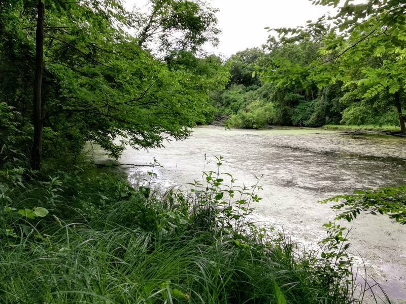 The landscape at this Delnor Woods pond was lush, but the soundscape was hushed. Nary a chirp could be heard in the early morning air.