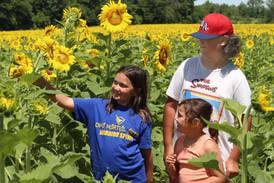 Photos: Sunflowers return to Matthiessen State Park 