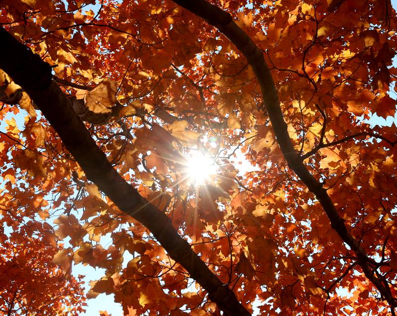 The sunshine peaks through leaves at Starved Rock State Park on Wednesday, Oct. 19, 2022 in Utica.