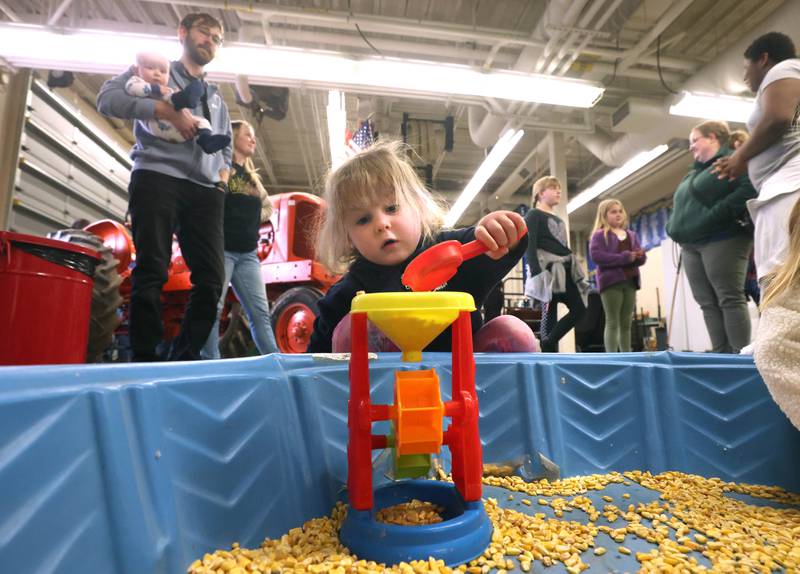 Rowan Bullifin, 3, from DeKalb plays with the corn during the Future Farmers of America Baryard Zoo Wednesday, Feb. 21, 2024, at DeKalb High School. The program, which is held during National FFA Week, gives local kids a chance to visit the high school and learn about the FFA program and animals in agriculture.