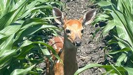 Photo: A fawn in the field