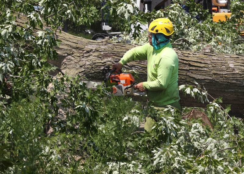 A Worker from D. Ryan Tree and Landscape cuts branches from a large tree that was blown down in Sunday night’s storms Monday, July 15, 2024, on West Page Street in Sycamore. High Winds and heavy storms hit DeKalb County overnight causing downed trees and power outages in the area.