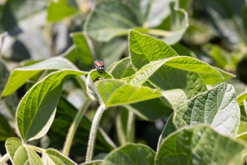 Farmers are encouraged to inspect fields, as red crown rot continues to spread in Illinois.