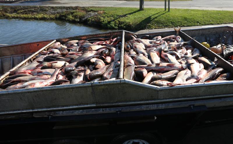 A large flat-bottom boat carrying Cobi formally known as Asian carp are taken out of the Illinois River on Thursday, Nov. 3, 2022 at the Starved Rock Marina in Ottawa.