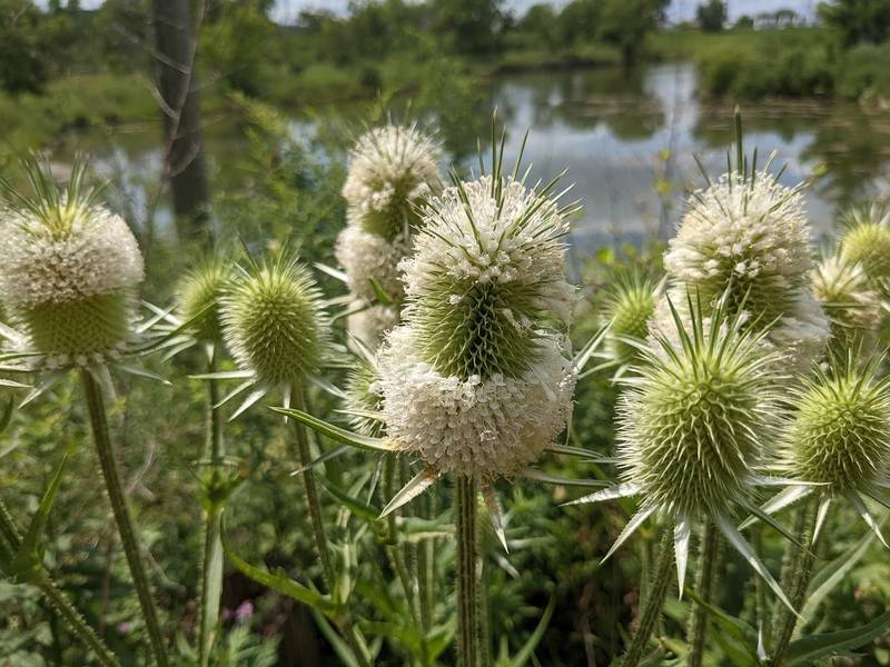 Two species of teasel occur in Illinois, Dipsacus fullonum and D. laciniatus, and both are equally invasive. The plants were bought to the United States intentionally but escaped cultivation and have proliferated, especially in disturbed areas.