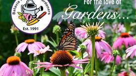 Batavia Plain Dirt Gardeners walk will honor former club president