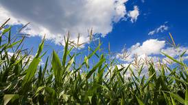 La Salle County crop and rainfall report: Farmers prepare for the heat of summer 