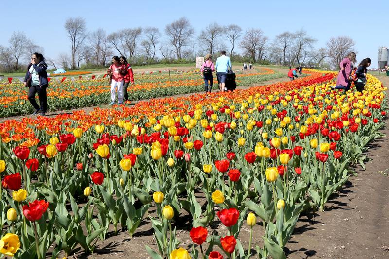 People enjoy the many different colored tulips at the first ever Tulip Fest at Kuiper’s Family Farm in Maple Park on Saturday, May 7, 2022.