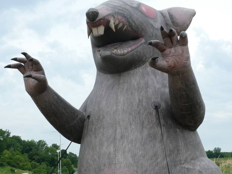 Members of Local 150 of the International Union of Operating Engineers have been on strike since June 7, 2022, against three construction companies: Lehigh Hanson, Vulcan Materials, and Lafarge Holcim. In this photo, a large inflatable rat, "Scabby", has been placed by Local 150 outside a Lafarge site off of Route 31 in Algonquin.