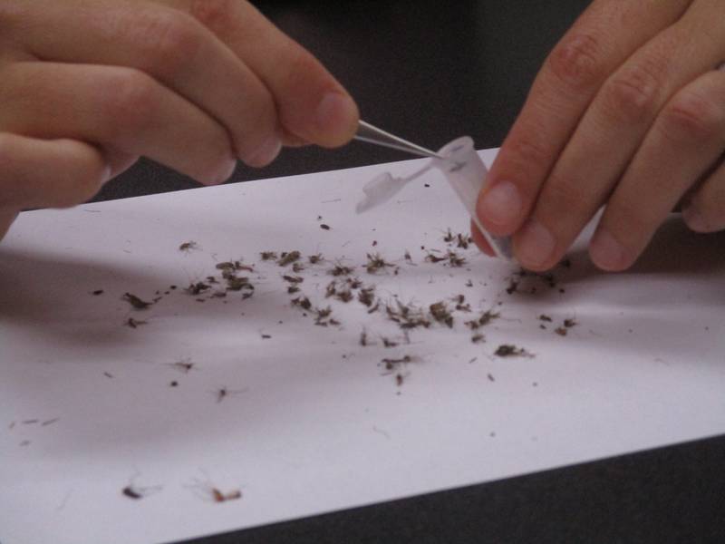 Lauren Belville of the Kendall County Health Department uses tweezers to place a mosquito into a vial to be tested for the West Nile virus on Aug. 16, 2023.