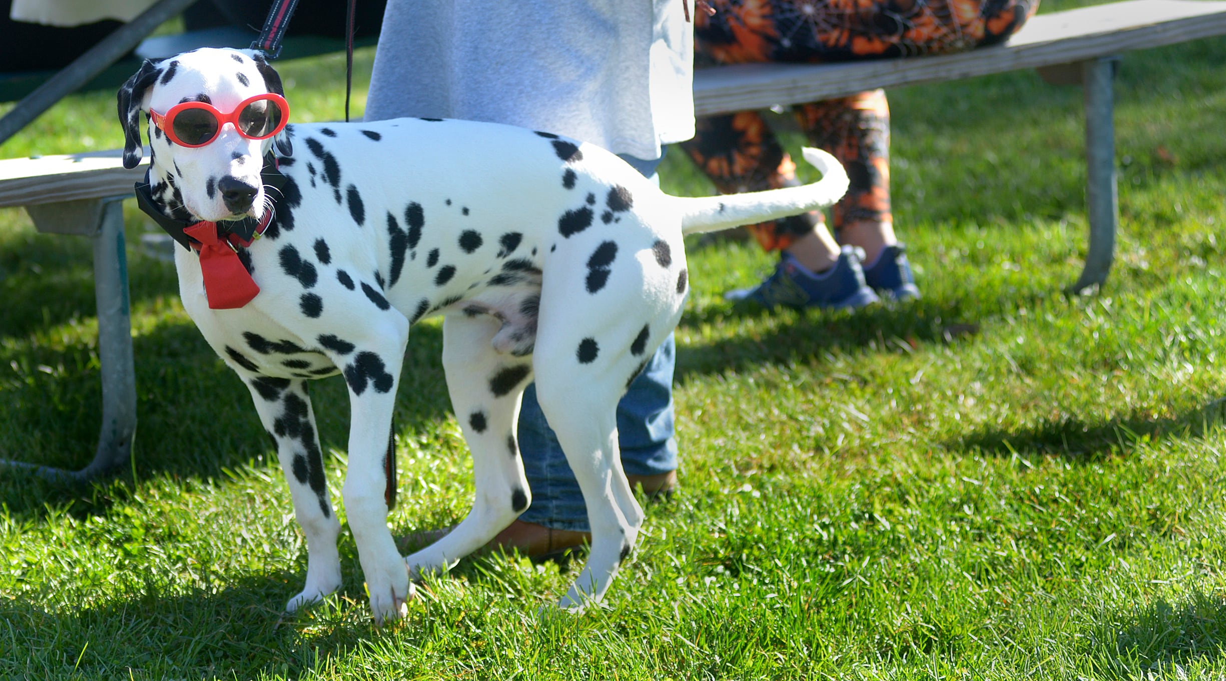 Ottawa to cut ribbon on new dog park