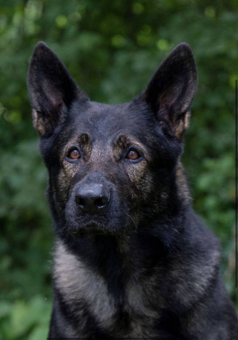 K-9 Dax of the Lake County Sheriff's Department