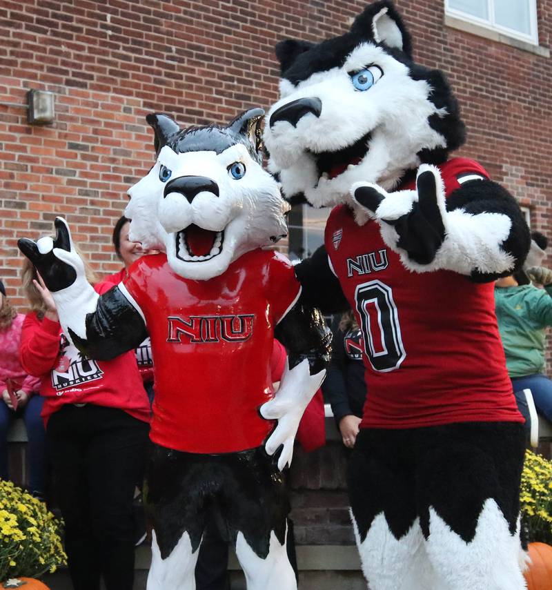 Huskie statue unveiled 116th NIU block party Shaw Local