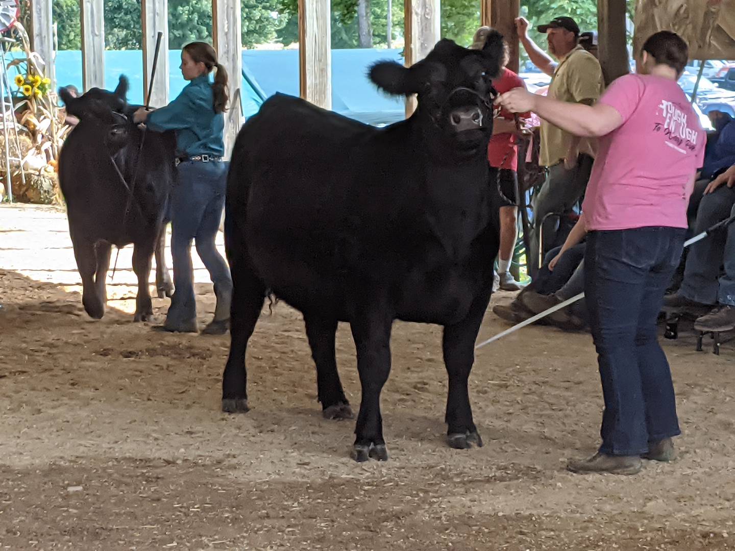 Livestock judging was part of the Sandwich Fair, held Sept. 6-10.