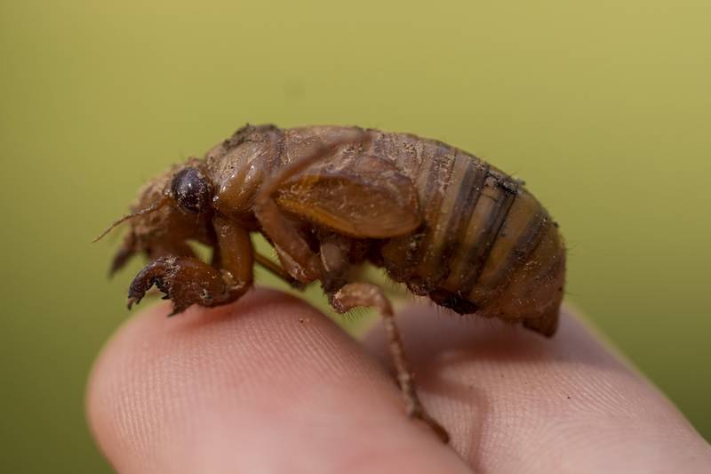 A periodical cicada nymph is held in Macon, Georgia, Wednesday, March 27, 2024. This periodical cicada nymph was found while digging holes for rosebushes. Trillions of cicadas are about to emerge in numbers not seen in decades and possibly centuries.