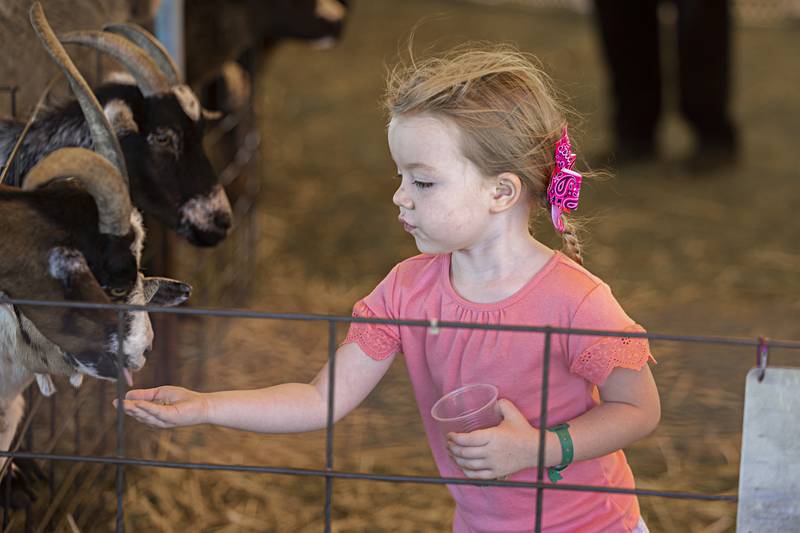 Hazel Gilkey, 4, of Sterling hand feeds goats Saturday, August 12, 2023 at the Discovery Farm tent at the Carroll County Fair.