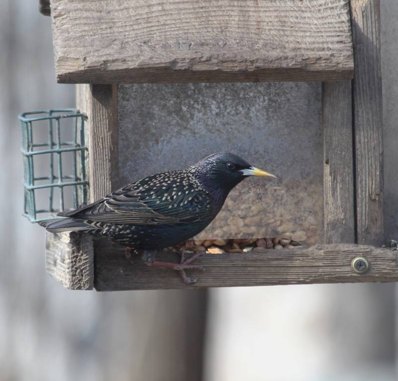 Never shy about helping themselves to free food, European starlings have made themselves at home in every one of the lower 48 states as well as southern Alaska and Canada.