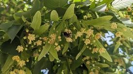 Good Natured in St. Charles: Alluring perfume of basswood proves irresistible