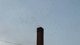 Good Natured in St. Charles: Chimney swift migration promises annual spectacle