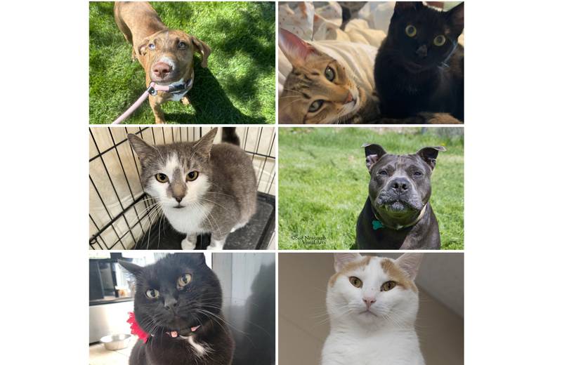 The Herald-News presents this week’s Pets of the Week. Read the description of each pet to find out about it, including where it can be adopted in Will County.