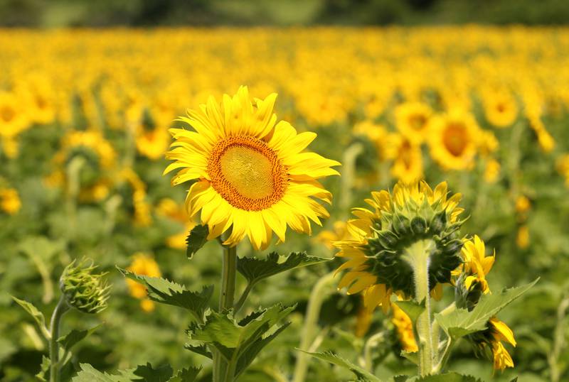 The sunflower field is in full bloom on Monday, July 1, 2024 at Matthiessen State Park. This year the field is located on the north side of the model airplane field. Park staff asks visitors to be respectful of the flowers and to not remove them. Removing flowers is subject to a $195 fine.