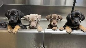 It’s bath time at Tails Humane Society courtesy of community foundation donation