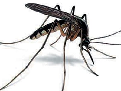 Mosquitoes test positive for West Nile virus in Huntley, 1st in McHenry County this year