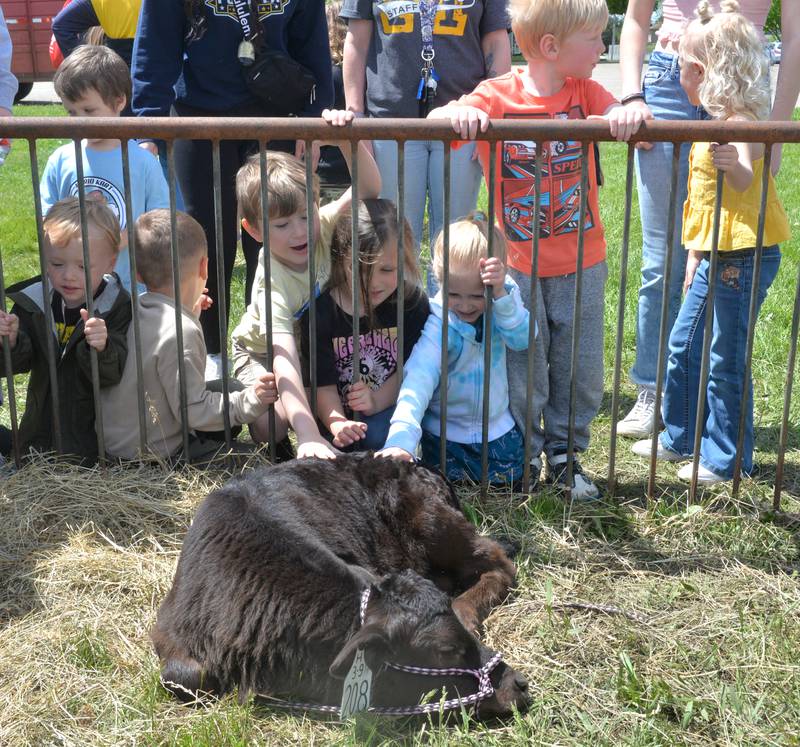 Centennial Grade School kindergarteners reach out to Fiona, a calf belonging to FFA member Mazy Queckboerner, at Polo High School's FFA Petting Zoo on Friday, May 10, 2024. Queckboerner also brought another calf, Franie, to the event, which was held next to the FFA's new greenhouse.