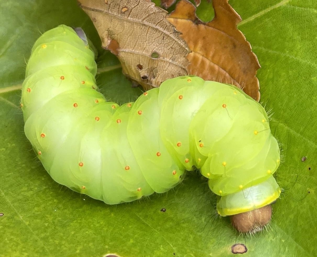 Good Natured in St. Charles: Caterpillar odyssey reason to ‘leave the leaves’