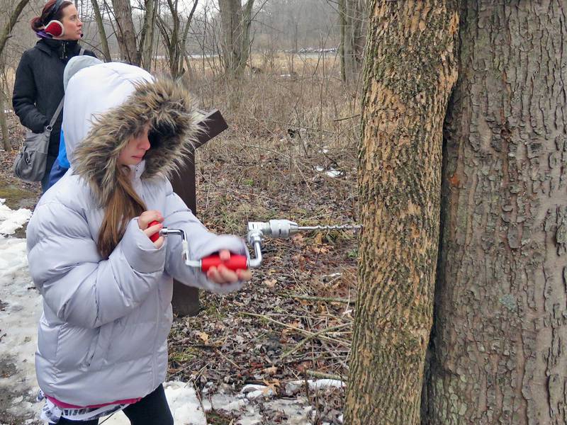 Learn how maple syrup is made and take a taste of the finished product during the Forest Preserve District of Will County’s Maple Syrup Magic on Saturday, March 16, 2024 at Plum Creek Nature Center in Crete