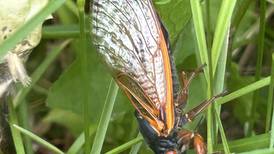 SVCC to host informational session about cicadas Sept. 4