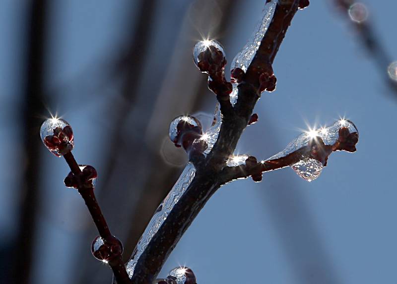 The sun sparkles through ice on a tree branch on Friday, Feb. 17, 2023 downtown Princeton. A combination of sleet and light snow from last night formed a thin layer of ice on branches and other surfaces.