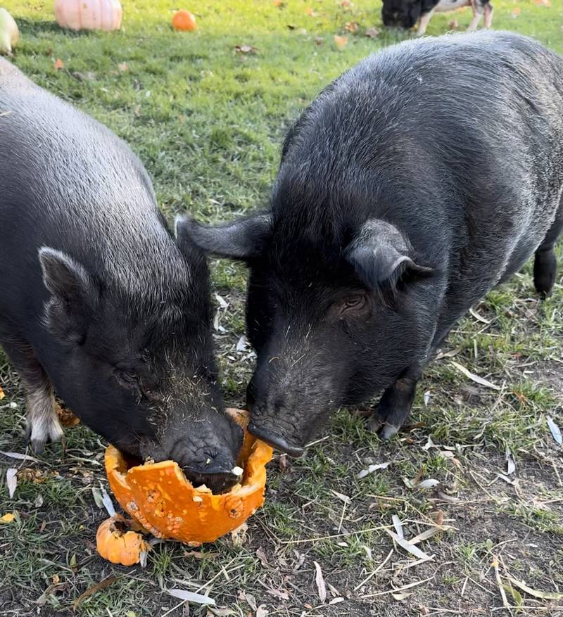 Two pigs snacking away at donated pumpkins that Cary resident Kellie Evensen picked up. The donations inspired her to make it a movement for next year.