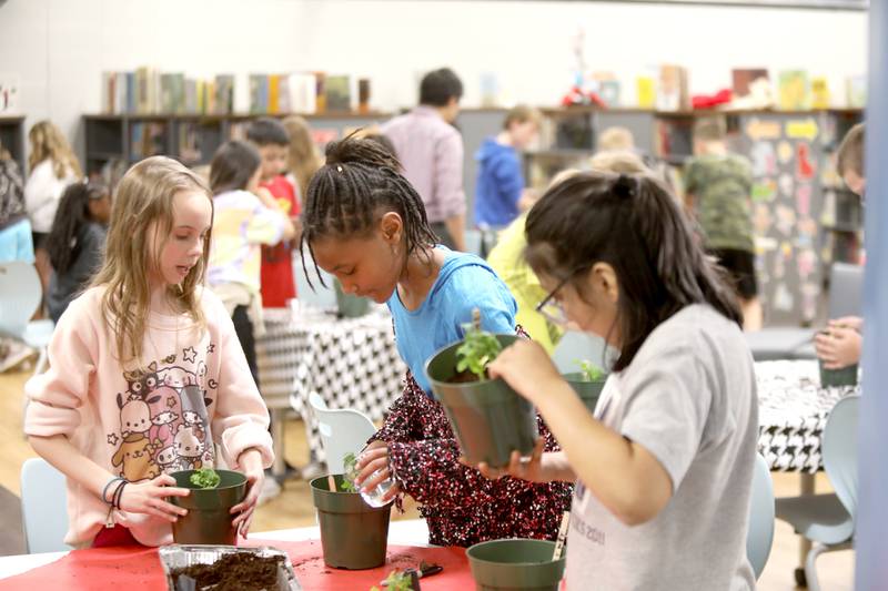 Washington Elementary School fourth graders planted cherry tomatoes at the Wheaton school on Tuesday, May 7, 2024. The plantings are part of the DuPage County Farm Bureau’s Grow Your Own Food project, which plans to include 4,000 fourth graders throughout DuPage County this spring.