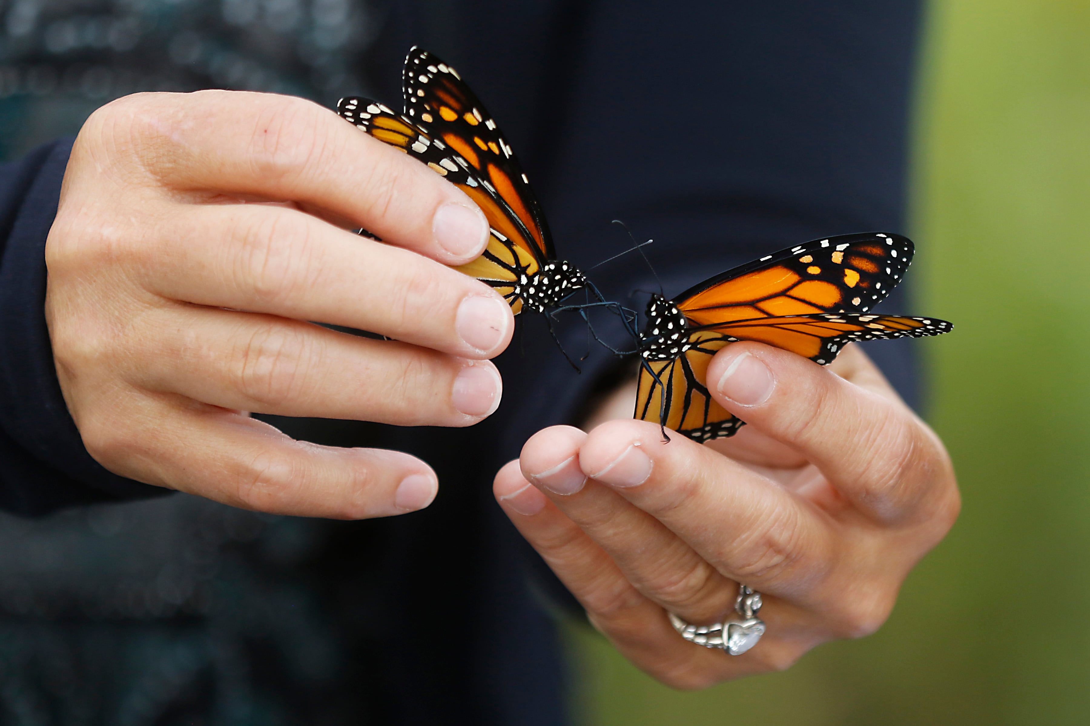 Gerriann Gerritsen releases Monarch butterflies that she raised Wednesday, Sept. 20, 2023, at the McHenry County Conservation District's Pleasant Valley near Woodstock.