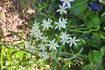 Down the Garden Path: Star of Bethlehem, Devil in Disguise