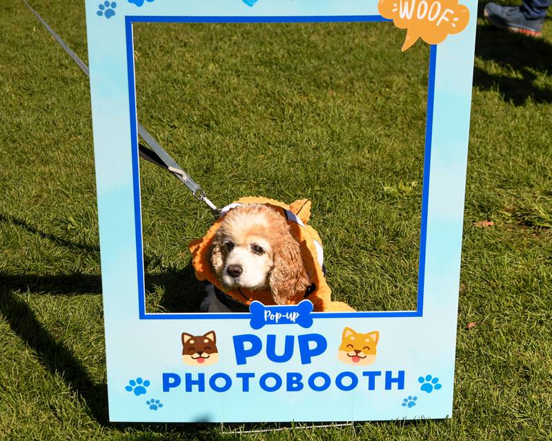 Buddy Guy a 16 year old Cocker spaniel of Elmwood Park, dresses up as a fish and poses for a photo during the Family Fall Fest held at Wild Meadows Trace Park in downtown Elmhurst on Saturday Oct. 7, 2023.