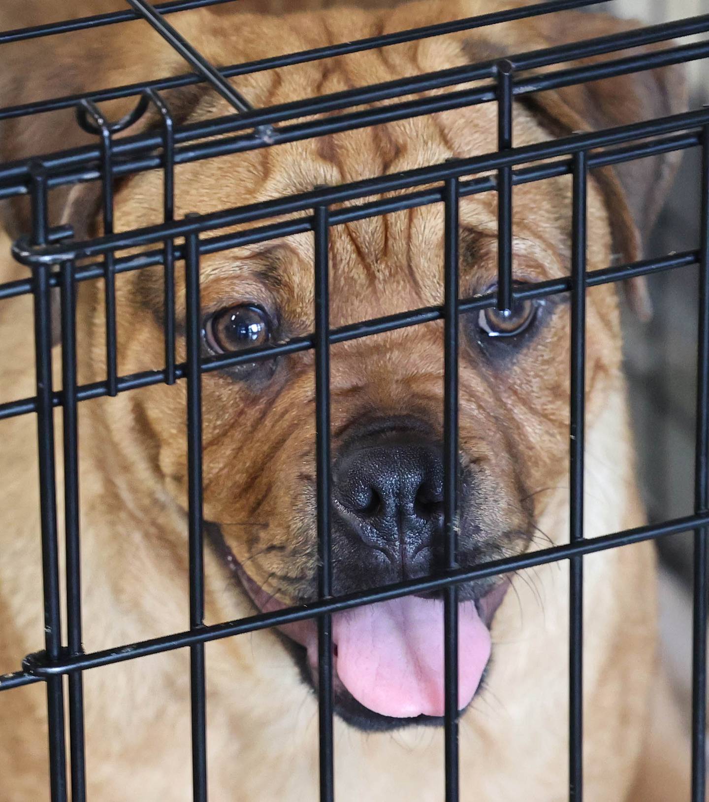 A five-month-old mixed breed dog named Buddy waits to be adopted Monday, July 24, 2023, at Tails Humane Society in DeKalb. Tails will be hosting  the Tails on Tap Bar Crawl Saturday Aug. 5 in downtown DeKalb with all proceeds benefitting the homeless pets at the shelter.