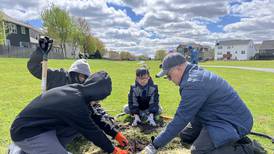 Oswego looks to increase diversity of tree population